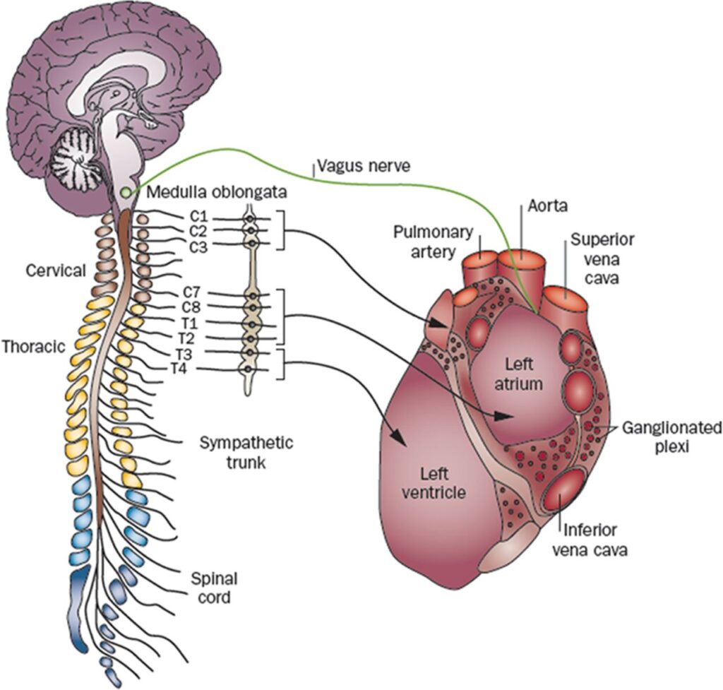 Image shows the connection between the heart & nervous system