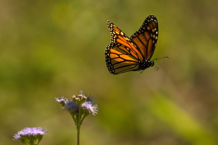 A monarch butterfly taking flight from a purple flower.